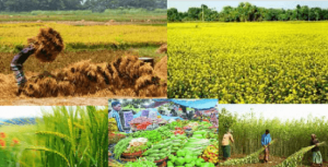 Major Crops of Bangladesh - BD Economy